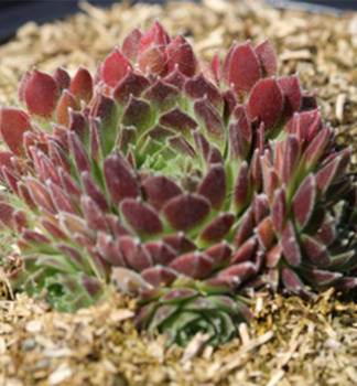 Skalnica SCORPIUS kont. 0,5 l