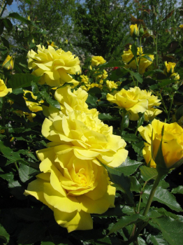 Ruža veľkokvetá ´KORRESIA´ *** 70-80 cm, kont. 3 l