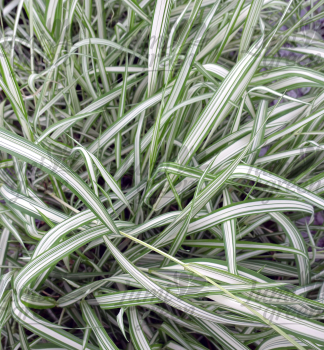 Obr�zok (9)