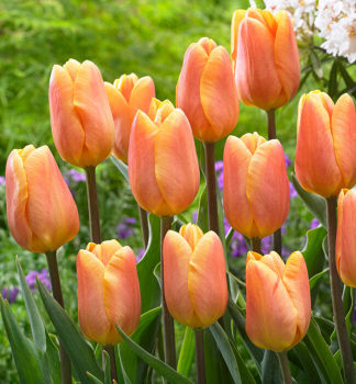 Tulipán ´BELLVILLE´ 5 ks v balení
