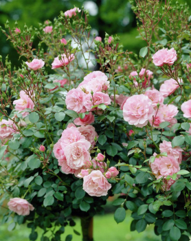 Ruža stromčeková ´BONICA´** previsnutá, na kmienku 100 cm, kont. 7 l