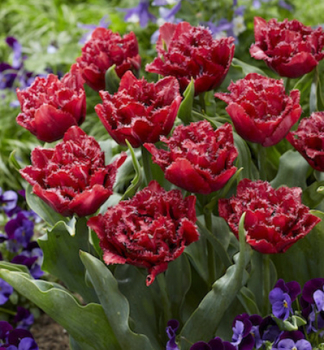 Tulipán ´CRANBERRY THISTLE´ 5 ks v balení
