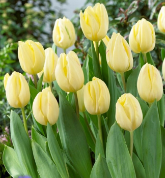 Tulipán ´CREME FLAG´ 5 ks v balení