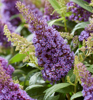 Budleja D�vidova �BUTTERFLY CANDY� LITTLE LILA� 15-20 cm, kont. 2,5 l