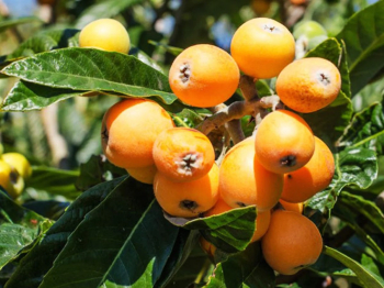Mi�pu�a japonsk� (Loquat) 30-40 cm, kont. 0,5 l