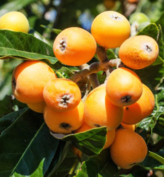 Mi�pu�a japonsk� (Loquat) 30-40 cm, kont. 0,5 l