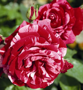 Ruža mnohokvetá kríková ´DEEP IMPRESSION®´ * Tantau, kont. 6 l