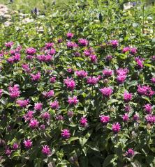 Obr�zok (5)