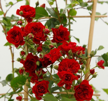 Ruža popínavá ´CRIMSON SILUETTA®´ * 40-50 cm, kont. 2 l