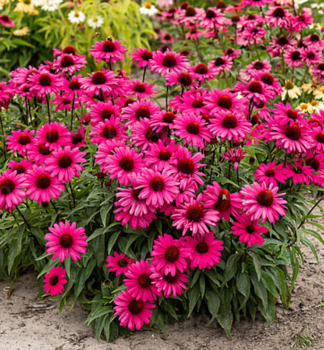 Echinacea hybridn� �SENSATION WILD ROMANCE� kont. 0,5 l