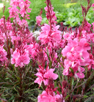 Gaura Lindheimerova �GRACEFUL PINK�� kont. 0,5 l