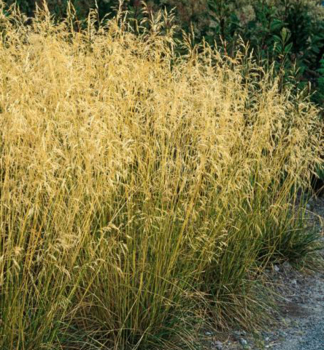 Metlica trsnat� �BRONZESCHLEIER� 20-30 cm, kont. 2 l