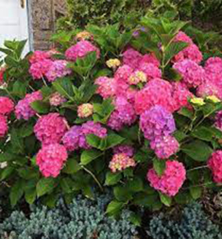 Hortenzia kalinolist� �GLOWING EMBERS�, kont. 1,4 l