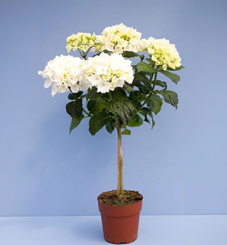 Hortenzia kalinolistá ´BIELA´ na kmienku 50 cm, kont. 3 l