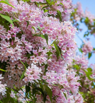 Kolkv�cia n�dhern� 15-20 cm, kont. 1,4 l