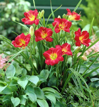 �aliovka hybridn� �BOOBY� RUBY� kont. 1 l