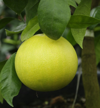 Grapefruitovník ´DUNCAN VARIEGATA´ 30-40 cm, kont. 2 l