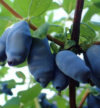 Zemolez kamatsk ALTAJ 40-50 cm, kont. 2,5 l