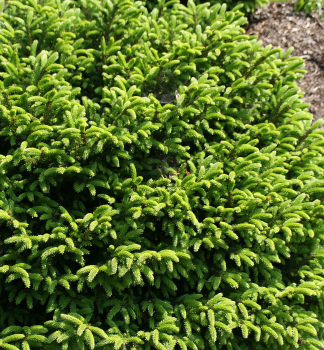 Smrek vchodn BARNES 40-50 cm, kont. 7,5 l