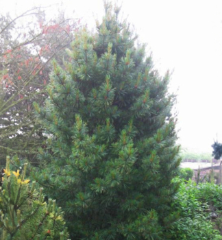 Borovica limbov� �COMPACTA GLAUCA� 40-50 cm, kont. 7,5 l