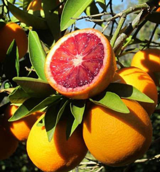 Pomarančovník červený ´MORO´ 30-40 cm, kont. 2 l