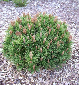 Borovica horsk LAURIN 30-40 cm, kont. 7,5 l