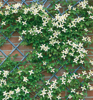 Plamienok horsk WILSONII 50-60 cm, kont. 2 l