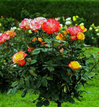 Ruža stromčeková ´ALINKA´ na kmienku 100 cm, kont. 7 l
