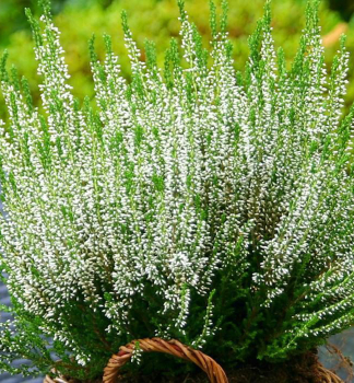 Vresovec ple�ov� �WHITE�, kont. 0,5 l