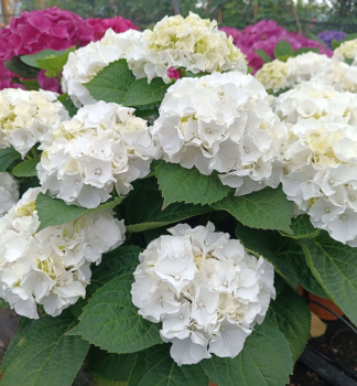 Hortenzia kalinolist WUDU 10-15 cm, kont. 1,4 l