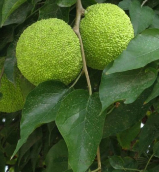 Maklura pomaranov, 60-70 cm, kont. 3,5 l
