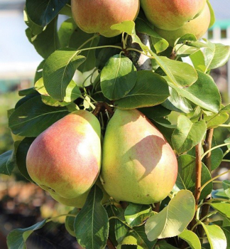 Hru�ka st�povit� �OBELISK�� podp. dula, vo�nok.