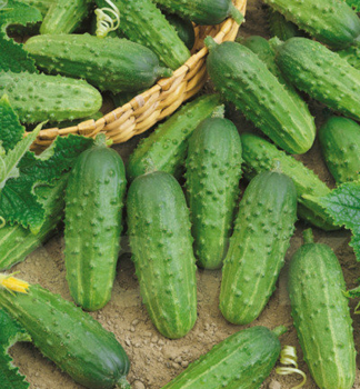 Uhorka �SONATE F1� 4 ks v multiplate