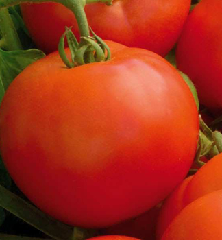 Raj�ina kol�kov� �OPTIMA F1� 6 ks v multiplate