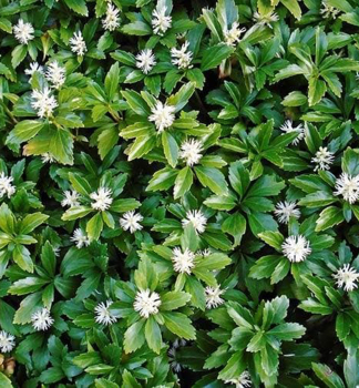 Pachysandra vrcholov� �GREEN SHEEN� kont. 0,5 l