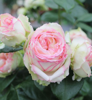 Minirua BIEDERMEIER * Tantau, kont. 2 l