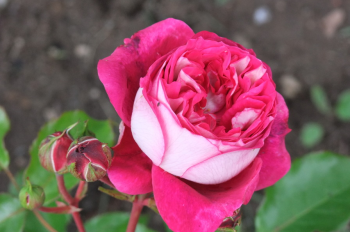 Obr�zok (2)