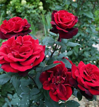 Ru�a ve�kokvet� kr�kov� �BARKAROLE�� *** Tantau, 20-30 cm, kont. 2 l