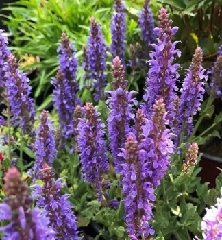 alvia hjna BLAUHGEL kont. 0,5 l