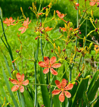 Angnovnk nsky, kont. 0,5 l