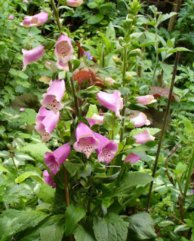 Obr�zok (2)