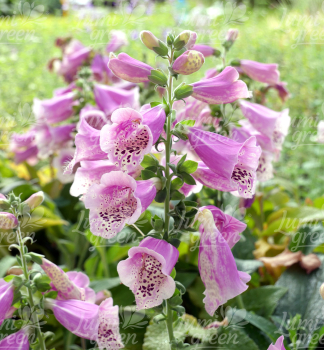 Obr�zok (7)