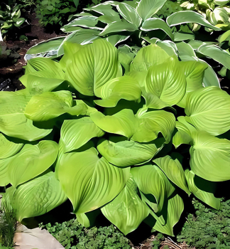 Hosta FRIED BANANAS, kont. 1 l