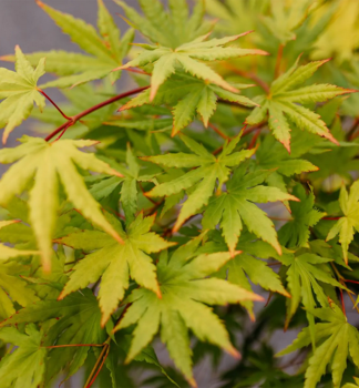 Javor dla�ovitolist� �CASCADE CITRINE�� 50-60 cm, kont. 3 l