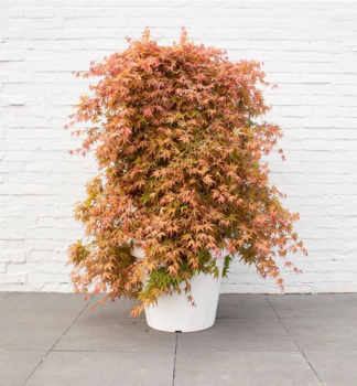 Javor dla�ovitolist� �CASCADE RUBY�� 40-50 cm, kont. 3 l