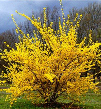 Zlatovka prostredn� �SPRING GLORY� 90-100 cm, kont. 1 l