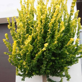 Brest hrabolist� �WREDEI� na kmienku 180 cm, kont. 12 l