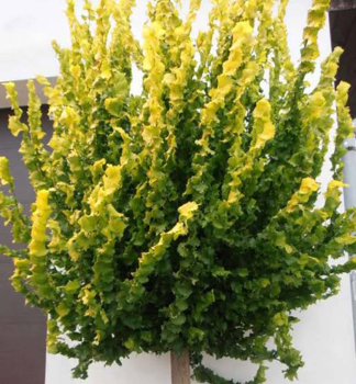 Brest hrabolist� �WREDEI� na kmienku 180 cm, kont. 12 l