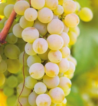 Vini stolov bezsemenn PERLETA 40-50 cm, kont. 3 l