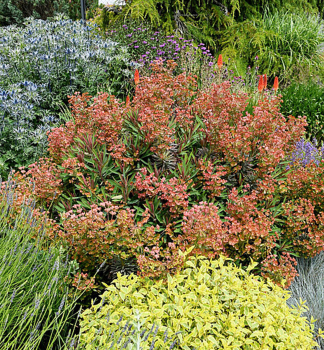 Mlienik hybridn GALAXY GLOW, kont. 0,5 l